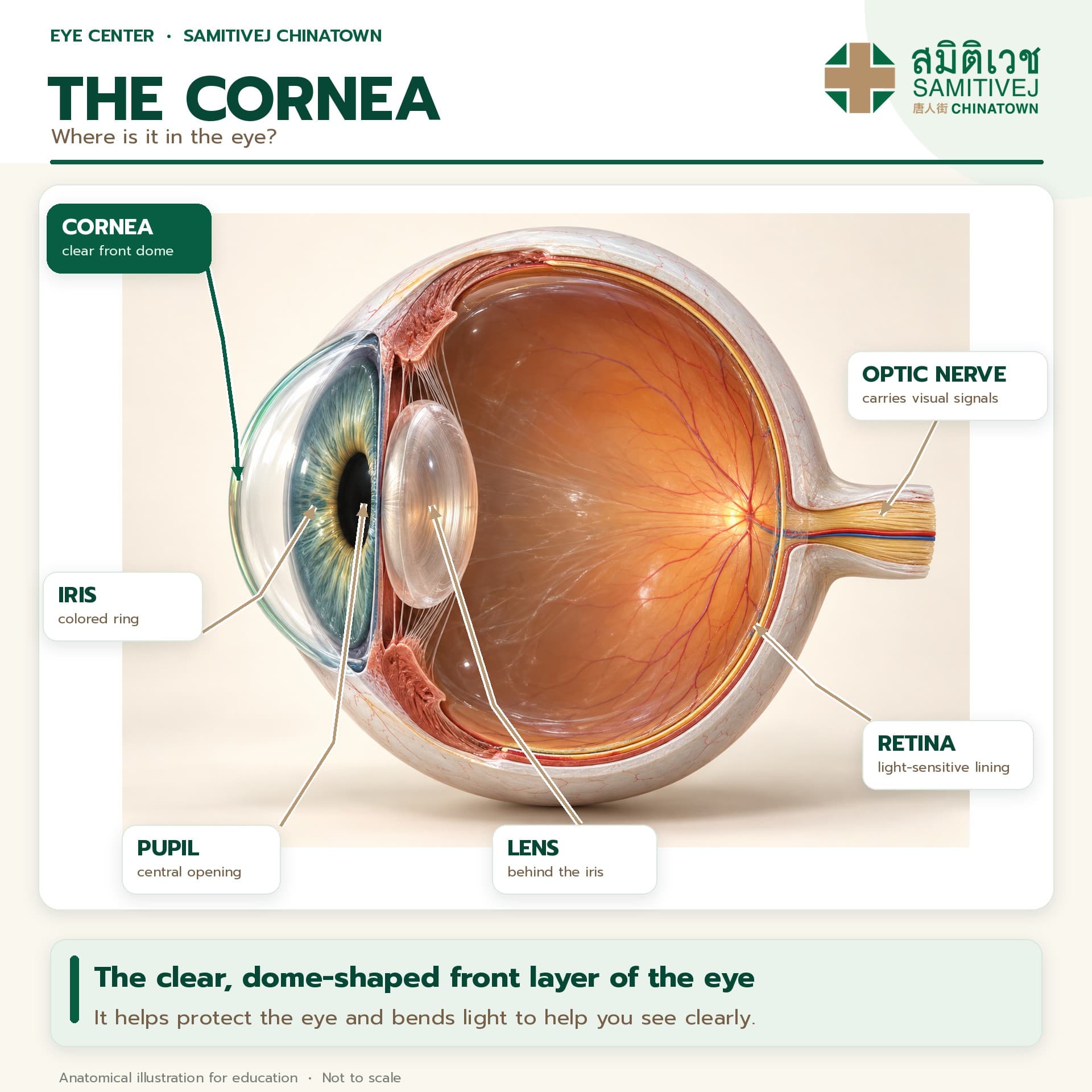 The Cornea